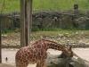 k-Zoo 002.jpg